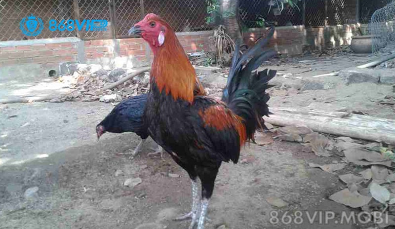 Đá gà Peru là gì? Đá gà Peru là gì?