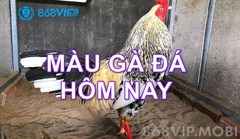 Gà đá sẽ có năm mệnh khác nhau Gà đá sẽ có năm mệnh khác nhau