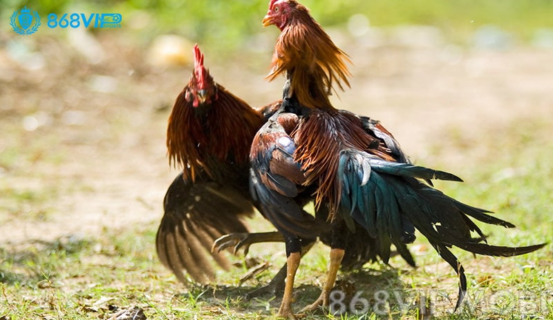 Giúp sư kê xem ngày đá gà tăng tỷ lệ thắng cao hơn Giúp sư kê xem ngày đá gà tăng tỷ lệ thắng cao hơn