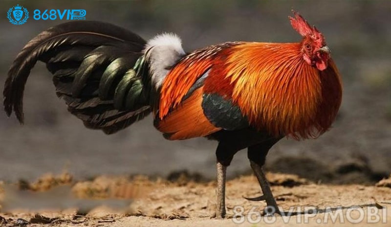 Hãy tìm hiểu xem chiến kê của mình thuộc màu mạng gì? Hãy tìm hiểu xem chiến kê của mình thuộc màu mạng gì?