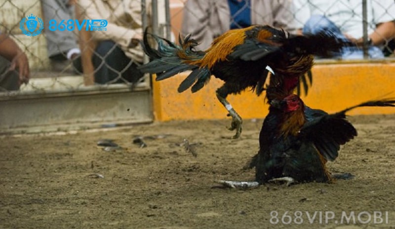 Nguồn gốc đá gà Peru Nguồn gốc đá gà Peru