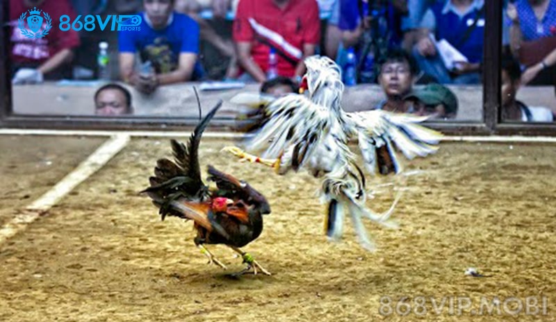 Ưu điểm đá gà Peru tại 868VIP Ưu điểm đá gà Peru tại 868VIP