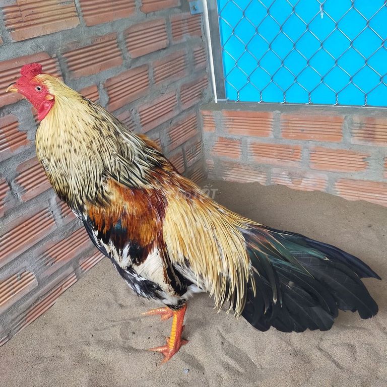 Gà chuối là gì? Gà chuối là gì?