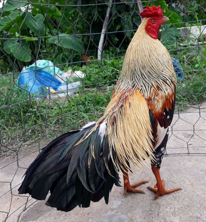 Gà chuối mạng gì? Gà chuối mạng gì?