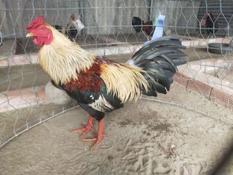 Gà chuối mạng Thủy Gà chuối mạng Thủy