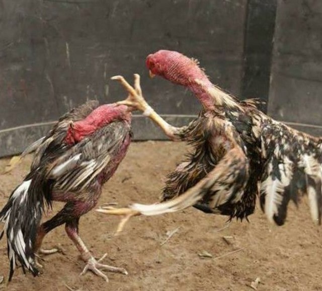 Khi chiến kê có đòn độc sẽ khiến cho đối thủ phải khiếp sợ và nhụt chí Khi chiến kê có đòn độc sẽ khiến cho đối thủ phải khiếp sợ và nhụt chí