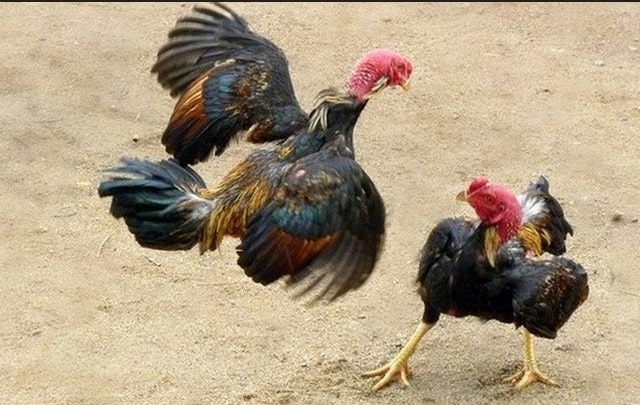 Không phải gà có vảy quý sẽ đá hay và giỏi Không phải gà có vảy quý sẽ đá hay và giỏi