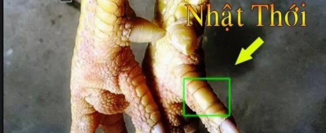 Loại vảy gà Nhật Thới sở hữu lối đá liên hoàn cước Loại vảy gà Nhật Thới sở hữu lối đá liên hoàn cước