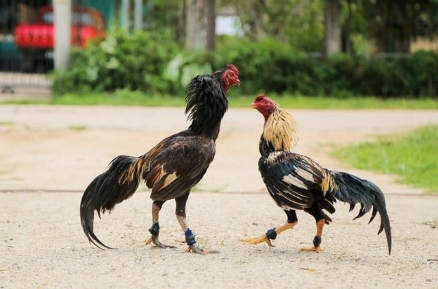 Một số lý do khiến vảy gà quý có giá trị lớn Một số lý do khiến vảy gà quý có giá trị lớn