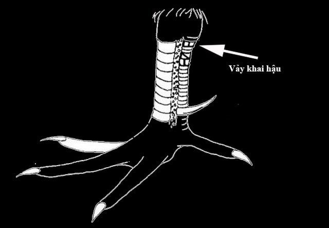 Nuôi gà vảy khai hậu khiến chủ nhân thất vọng tràn trề Nuôi gà vảy khai hậu khiến chủ nhân thất vọng tràn trề