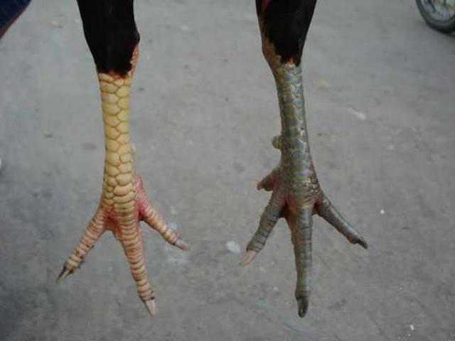 Tổng hợp tất tần tật các vảy gà quý hiếm ai cũng muốn có Tổng hợp tất tần tật các vảy gà quý hiếm ai cũng muốn có