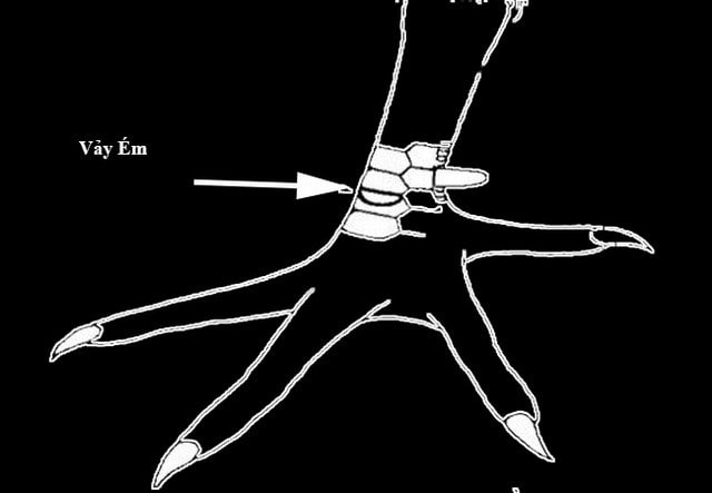 Vảy gà chọi ém thích hợp nuôi để làm cảnh trong nhà Vảy gà chọi ém thích hợp nuôi để làm cảnh trong nhà