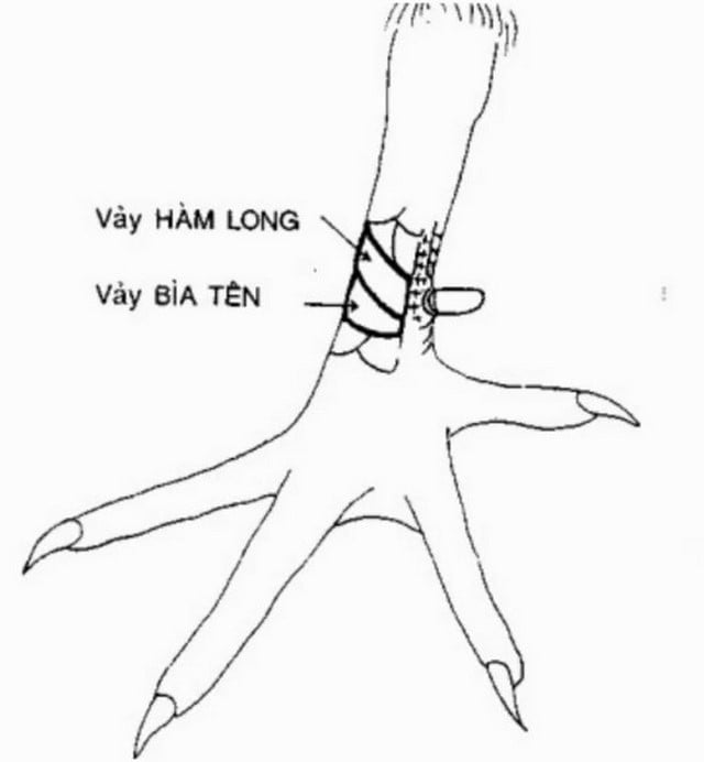 Vảy gà Hàm Long khó tìm nhưng có giá trị sử dụng cao Vảy gà Hàm Long khó tìm nhưng có giá trị sử dụng cao