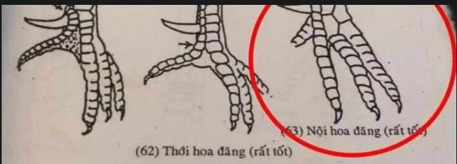Vảy gà quý hoa đăng được coi là thần kê đánh đâu thắng đó Vảy gà quý hoa đăng được coi là thần kê đánh đâu thắng đó