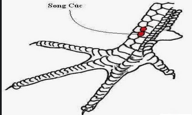 Vảy gà song cúc có thể cho đem đi thi đấu khi có lối đá chắc, phản đòn nhanh Vảy gà song cúc có thể cho đem đi thi đấu khi có lối đá chắc, phản đòn nhanh