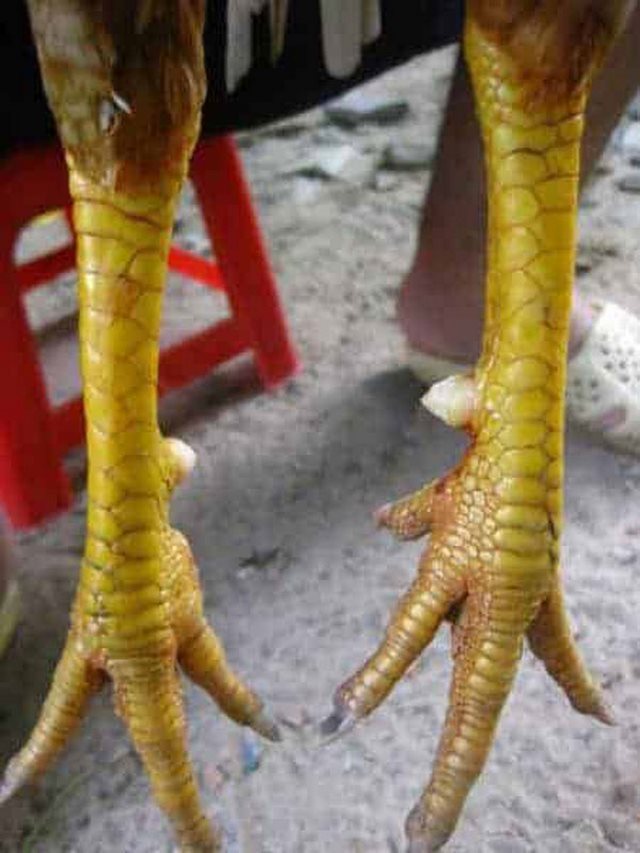 Vảy gà Thất Đao Thiên nằm trong nhóm vảy gà chọi quý hiếm Vảy gà Thất Đao Thiên nằm trong nhóm vảy gà chọi quý hiếm