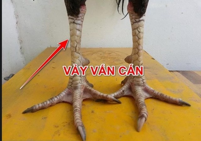Vảy gà vấn cán 3 vảy có vị trí sát đầu gối đem đến chiến thắng vẻ vang cho chủ nhân Vảy gà vấn cán 3 vảy có vị trí sát đầu gối đem đến chiến thắng vẻ vang cho chủ nhân