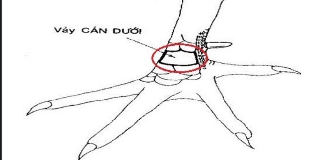 Vảy gà vấn cán dưới không nên nuôi tránh tốn công sức Vảy gà vấn cán dưới không nên nuôi tránh tốn công sức