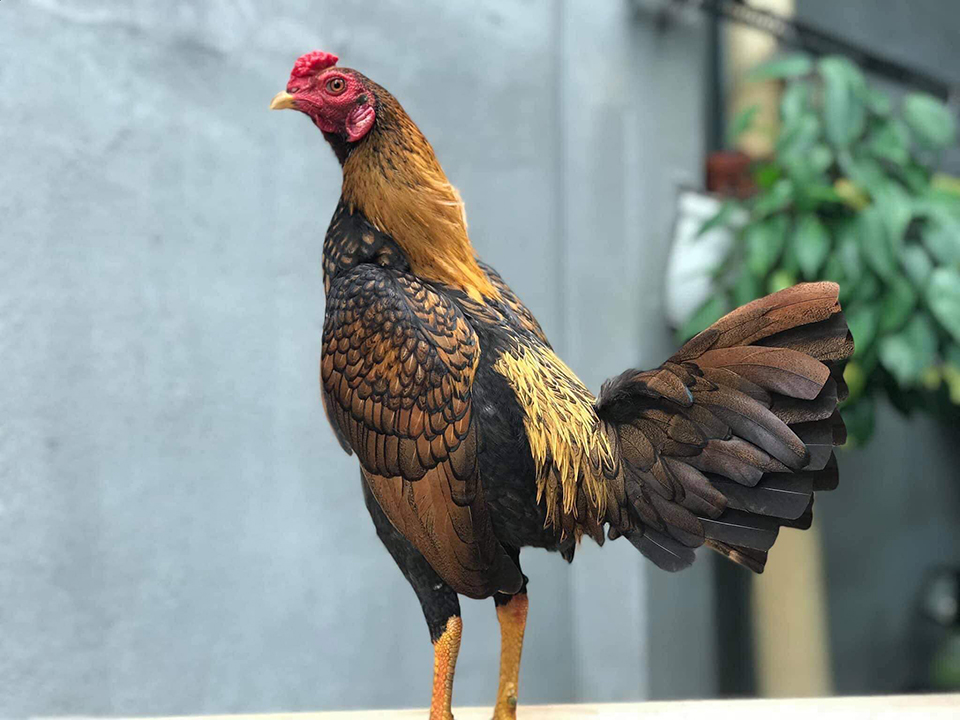 Gà Cuban là gà gì? Gà Cuban là gà gì?