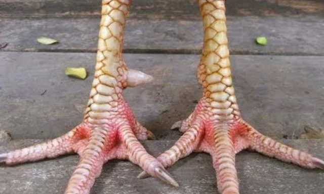 Gà mang trên mình vảy liên giáp Gà mang trên mình vảy liên giáp