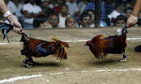 Lối tấn công của Gà Cuban trứ danh trên khắp trường gà Lối tấn công của Gà Cuban trứ danh trên khắp trường gà