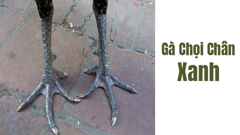 Những loại gà xám khác Những loại gà xám khác