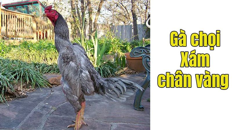 Màu mạng gà xám chân xanh Màu mạng gà xám chân xanh